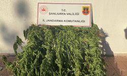 Şanlıurfa’da uyuşturucu operasyonu