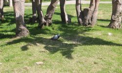 Son 55 yılın en sıcak temmuz ayı yaşandı