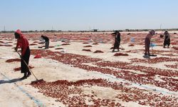 Tarım işçilerinin zorlu mücadelesi