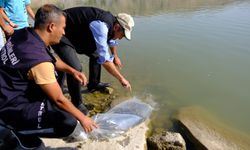 Van'da göl ve göletlere 450 bin sazan yavrusu bırakıldı