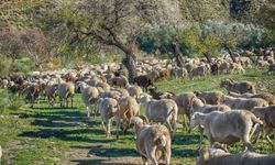 Yunanistan'da bir hayvan çiftliği koyun çiçeği korkusu nedeniyle karantinaya alındı