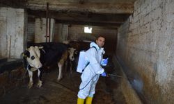 65 yıl sonra yeniden görülen Şap SAT-1’e karşı etkin mücadele