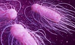 ABD’de salmonella alarmı