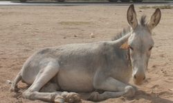 Adana’da eşek sayısı yok olma noktasına geldi