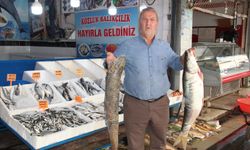 Av yasağı kalktı, balık piyasası hareketlendi