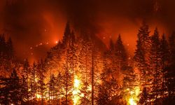 Aydın'da orman yangını