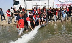 Batman Baraj Gölü'ne 2 milyon adet balık yavrusu bırakıldı