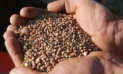 Batman'da çiftçilere yüzde 75 hibeli mercimek tohumu desteği