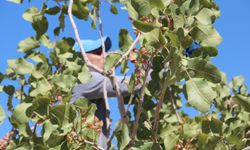 Batman'da fıstık hasadı başladı