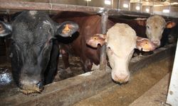 Besiciler şap hastalığından dertli: Üretici bitme noktasında