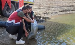 Bingöl’de barajlara 1 milyon 470 bin sazan yavrusu bırakıldı