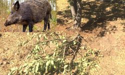 Bingöl’de domuzlar bahçelere dadandı