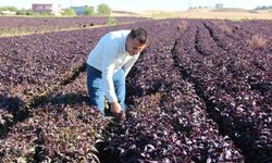 Bir çiftçinin hayali: Batman'ı mor reyhanla dünyaya tanıtmak