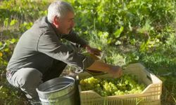 Bölgenin üzüm ihtiyacını karşılayan Darende'de üretim 3 bin dönümlük bağdan 3 dönüme düştü