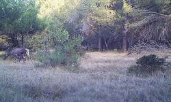 Bursa’da foto kapanla kızıl geyik ve yavrusu görüntülendi
