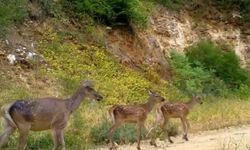 Bursa'da İki farklı kızılgeyik ailesi, foto kapanla görüntülendi