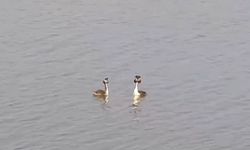 Doğanın zarif kuşu Bahri (Podiceps cristatus) objektiflere yansıdı