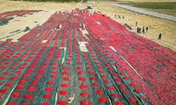 Donun vurduğu kayısı diyarında kurutmalık domates üretimi yüz güldürüyor