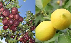 Elma ve limonun ihracatı kayda bağlandı