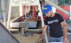 Fıstık değirmeni umutla dönüyor, ancak maliyetler çiftçiyi zorluyor