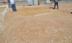 Fıstık üreticileri destek bekliyor: Çiftçiler mağdur