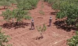 Gaziantep'te fıstık hırsızlığına karşı önlemler artırıldı