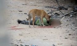 Gazze'de şehitlerin cesetleri sokaklarda köpekler tarafından parçalanıyor