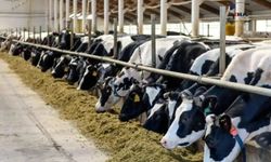 Haziranda büyükbaş sayısı 17,1 milyon, küçükbaş sayısı 58,2 milyon oldu