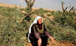 İşgalciler, Cenin'de zeytin ağaçlarını söktü, 100 dönümlük araziyi tahrip etti