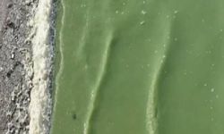 İstanbul'da bir su kaynağı yeşile döndü