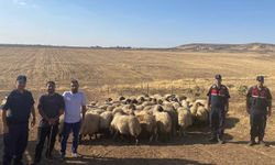 Kayıp küçükbaşlar bulundu
