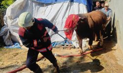 Malatya'da büyükbaş hayvanların bulunduğu ahırda yangın