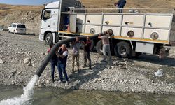 Malatya'da iç sulara 1 milyon 73 bin yavru sazan bırakıldı