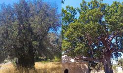 Mersin’de asırlık ağaçların durumu masaya yatırıldı