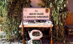 Mersin'de kenevir operasyonu: 1 tutuklama