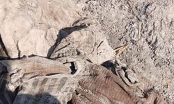 Şam kırsalında eski rejimin katlettiği 100 kişiye ait toplu mezar bulundu