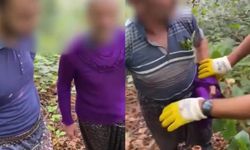 Samsun'da fındık bahçesine kenevir eken baba ve oğul tutuklandı