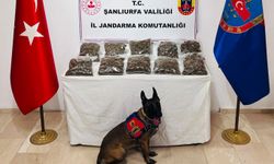 Şanlıurfa’da 7 kilogram skunk ele geçirildi