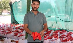 Şanlıurfa’da isot sezonuyla damlar yeniden kırmızıya büründü