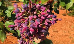 Şanlıurfa'da üretim  düştü, fıstıkta ithalat kapısı açıldı