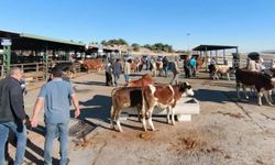 Şap hastalığı nedeniyle kapatılan Malatya Hayvan Pazarı yeniden açıldı