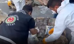 Sarp Gümrük Kapısı ve İstanbul'da 601 kilo uyuşturucu ele geçirildi