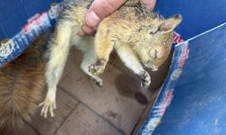 Şırnak’ta yaralı yaban hayvanları tedavi altına alındı