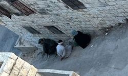 Siyonist rejim Batı Şeria'da ev baskınlarını aralıksız sürdürüyor