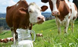 Temmuz ayında inek sütü üretimi arttı