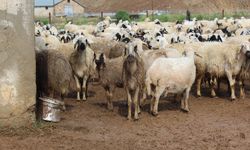 TİGEM 3 bin 200 küçükbaş hayvanı ihaleyle satışa çıkarıyor