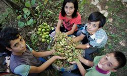 Türkiye, 8 ayda fındık ihracatından 1,4 milyar dolar kazandı