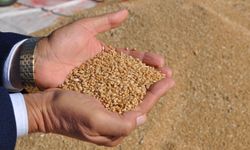 Türkiye hububat ihracatı 8 ayda 8 milyar doları geçti