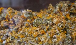 Üç kuşaktır nesilden nesile aktarılan şifa 