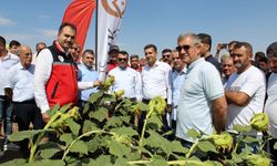 Yağlık ayçiçeği tarlasında "tarla günü etkinliği" düzenlendi